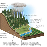 Water life cycle thumbnail.