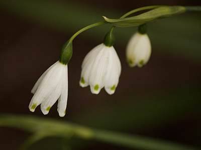 Three white flowers cranning downward.