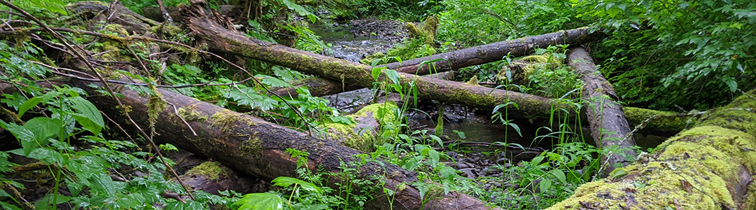 Steve Trask in the forest explaining something to another guy. Both are wearing hard hats.