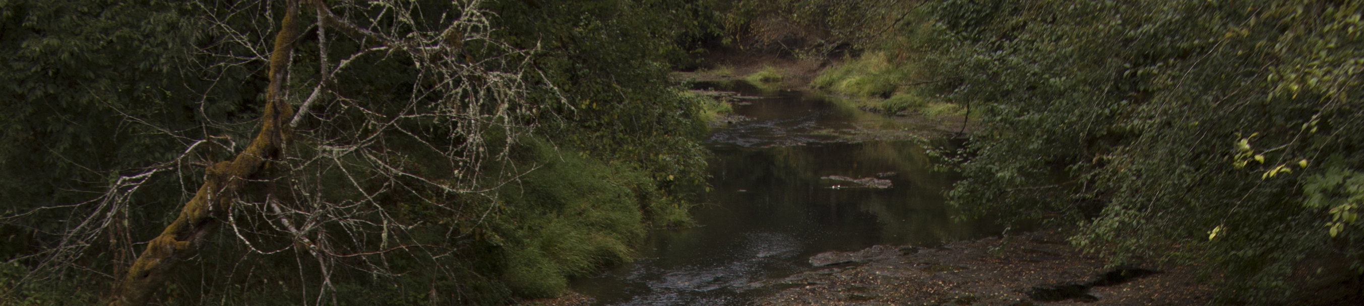 Rock Creek watershed with an over hanging creepy tree.